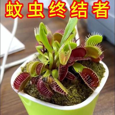 捕蝇草盆栽猪笼草苗食人花植物茅膏菜绿植虫巨型捕虫草阳台驱蚊食