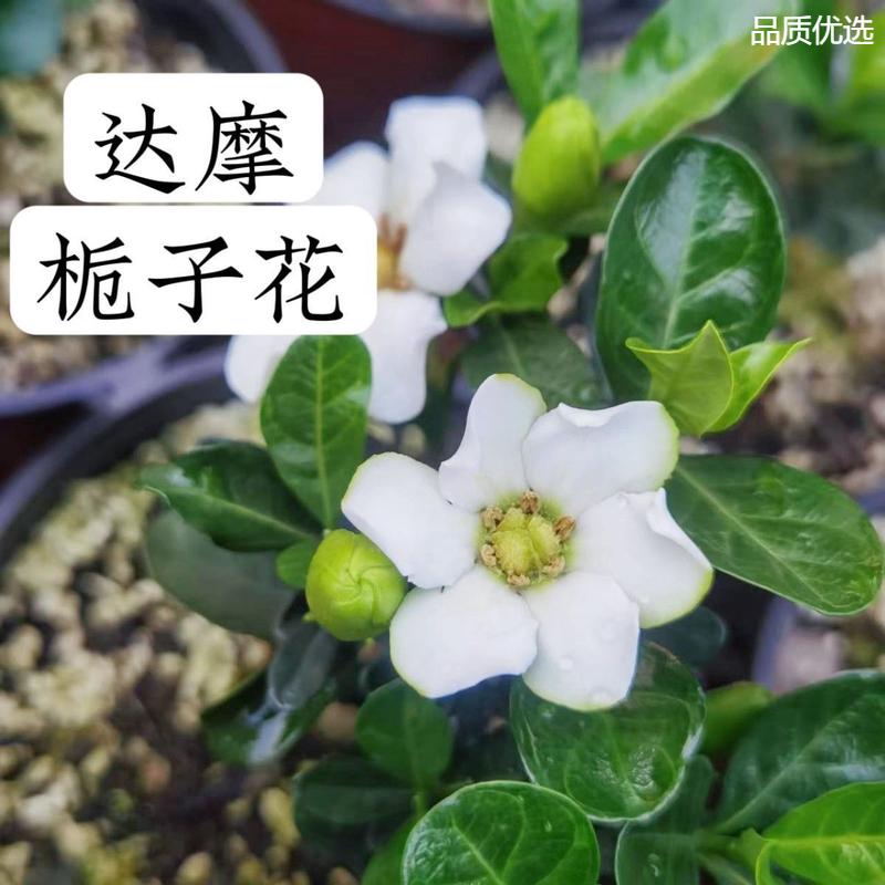 带花苞斑入栀子花浓香型花叶小叶达摩法莲栀子花日本盆景微型盆栽