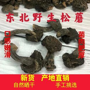蘑菇2024年新品上市野生松蘑东北黄粘团子松蛾自然晒干精选小黑蘑