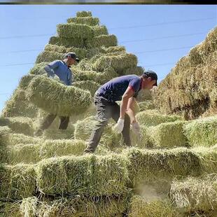 苜蓿草马奶牛草料干草草料羊草料牛羊干草料羊驼草料山羊草厂家
