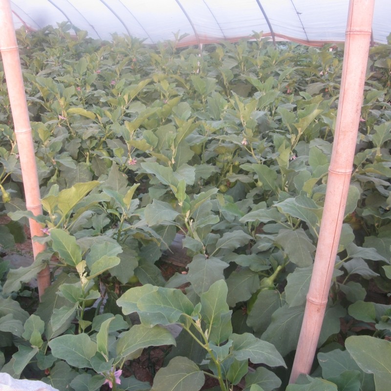 新鲜现摘长茄子大茄子安徽特产青茄子新鲜蔬菜农家自种园茄子五斤