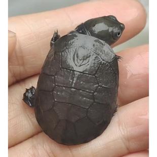 沼泽侧颈龟西非侧颈龟棱背东非深水长颈热带观赏公母苗网红微笑龟