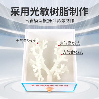 支气管镜训练模型支气管模型纤维支气管模型婴幼儿童三维重建五级