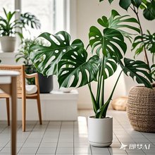 龟背竹盆栽水培大号室内大叶开背老桩大型绿植落地办公室净化空气