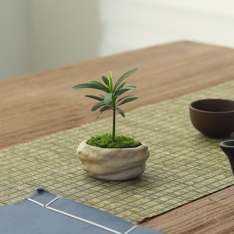 迷你罗汉松指尖小盆栽净化空气室内桌面超微型绿植办公室趣味