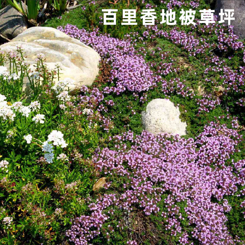百里香盆栽花卉多年宿根地被围边植物阳台庭院香草烘焙西餐香料