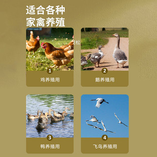 ly料桶食槽喂食器小鸡喝水自动饮水器喂鸡水槽养鸡饲料桶喂水