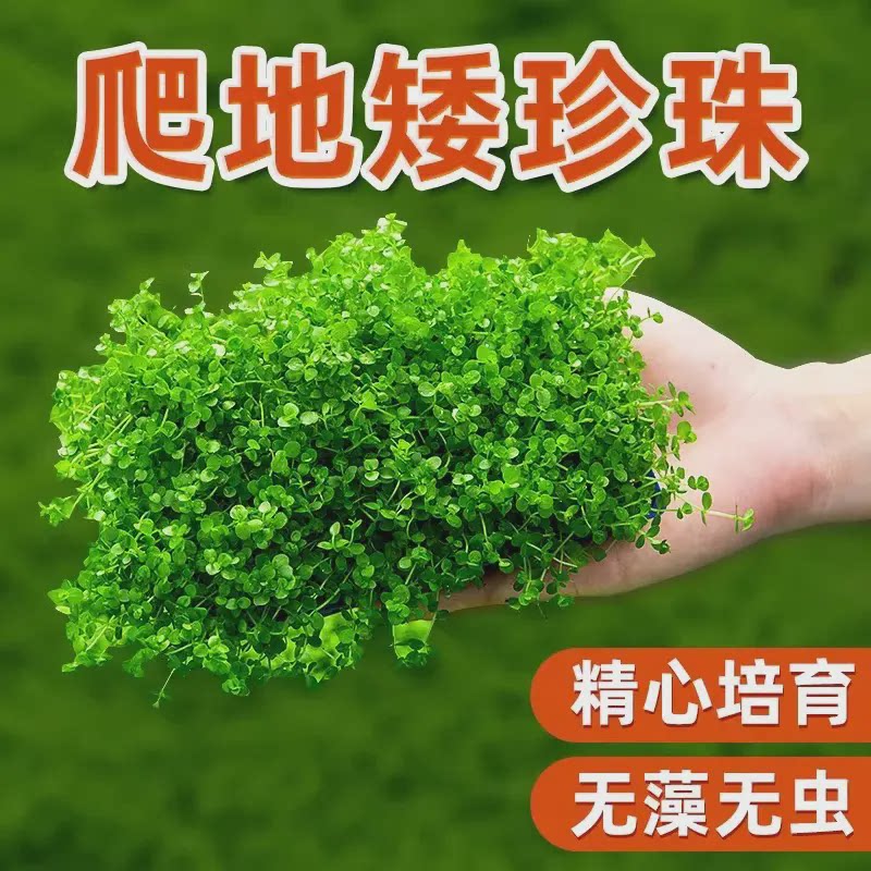前景草爬地矮珍珠鱼缸水草植物真草活净水阴性草新手天湖荽坨草发