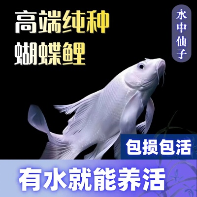 纯种石膏白短身蝴蝶锦鲤鱼苗