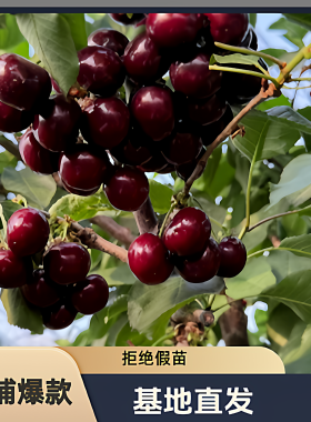 车厘子树苗大樱桃树苗嫁接盆栽地栽基地直发