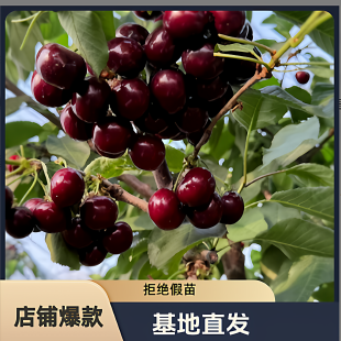 车厘子树苗大樱桃树苗嫁接盆栽地栽基地直发