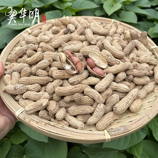 本地花生农家原味炒花生都昌特产带壳干花生2024新货原味农家自种