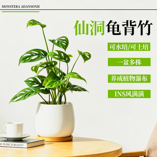 仙洞龟背竹室内桌面易养绿植