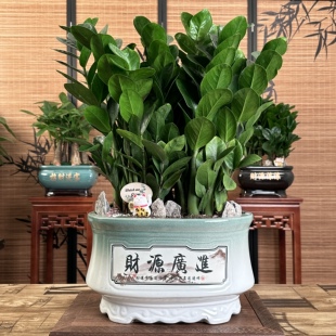 金钱树艺术造景组合盆栽大型居家客厅办公绿植配精美高端陶瓷盆