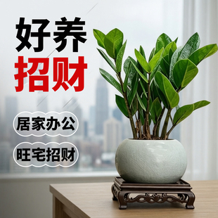金钱树小盆栽室内办公室盆景特级植物四季好养招财花卉桌面绿植