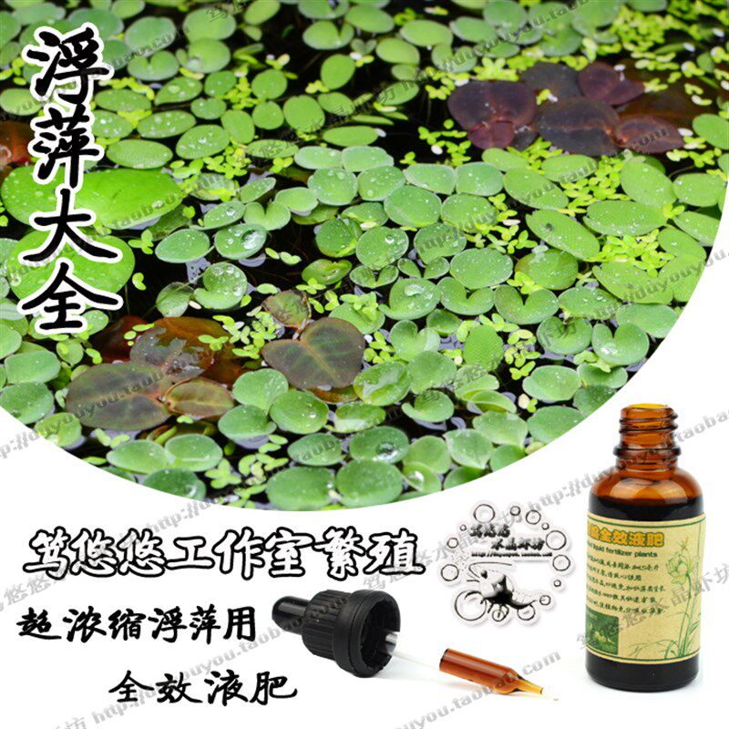 工作室繁殖槐叶萍红毛丹肚兜萍长须圆心萍水芙蓉造景浮萍套餐包邮