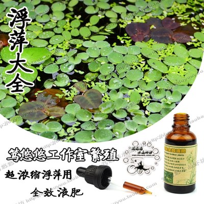 工作室繁殖槐叶萍红毛丹肚兜萍长须圆心萍水芙蓉造景浮萍套餐包邮