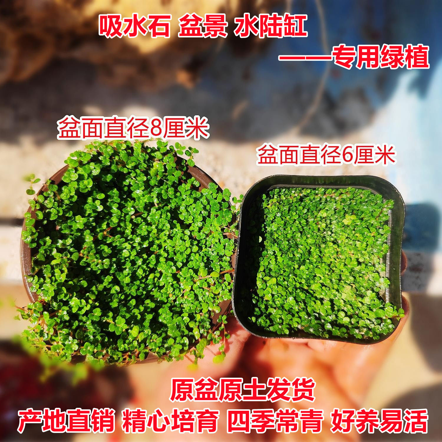 珍珠草盆栽假山草景观草吸水石植物配草苔藓石头盆景铺面假山