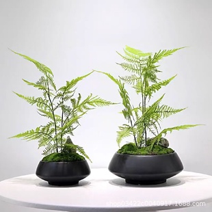 永生苔藓花艺装 仿真植物绿植加密文竹新中式 饰茶空间书桌密文创