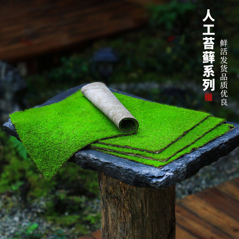 鲜活苔藓短绒藓假山造景庭院绿化迷你植物青苔皮微景观装饰植物