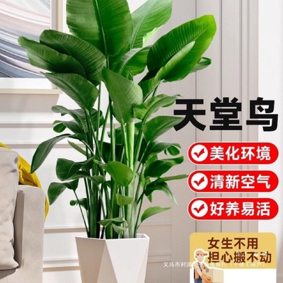 天堂鸟绿植客厅大型植物盆栽室内大叶禄植花卉办公室四季常绿好养