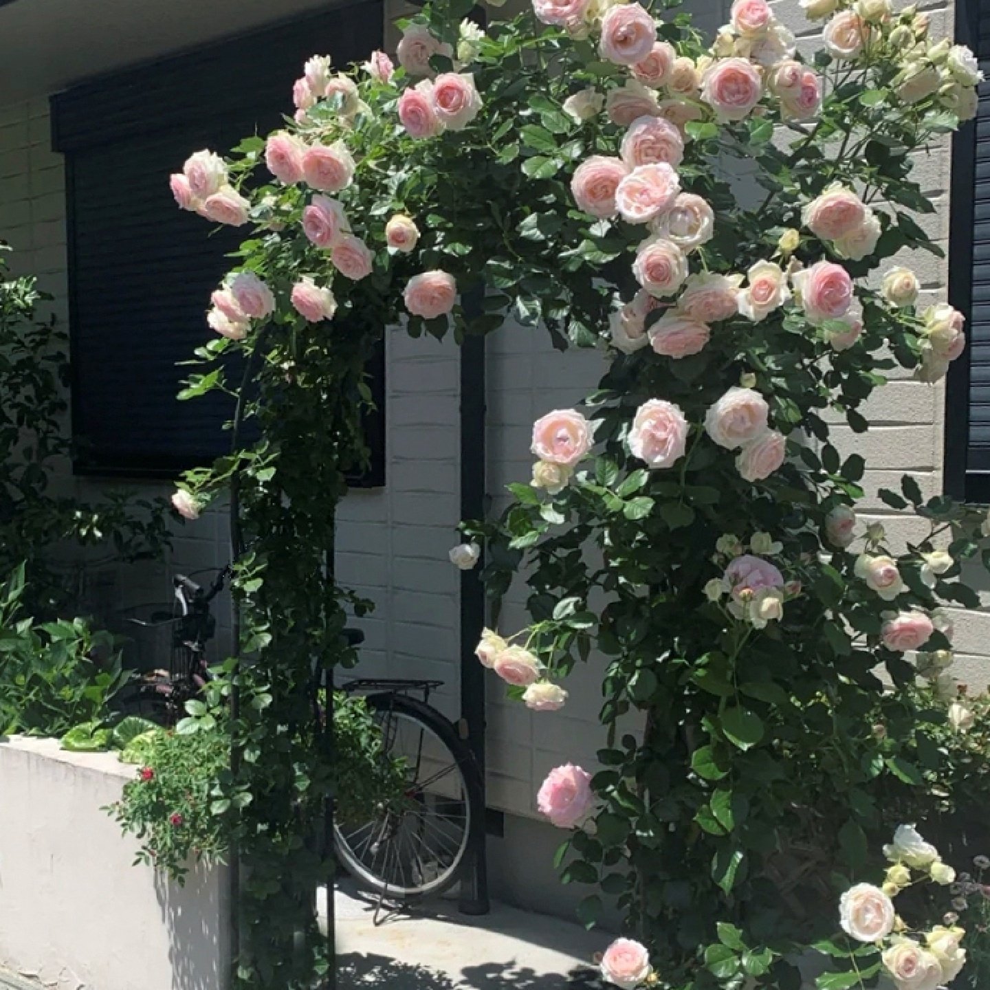 枝晓园艺拱门花架爬藤架月季花园别墅拱形户外庭院装饰支架葡萄架