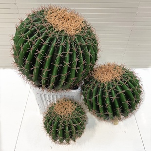饰拍摄道具假花摆件 仿真仙人球仙人掌多肉热带植物绿植盆栽装
