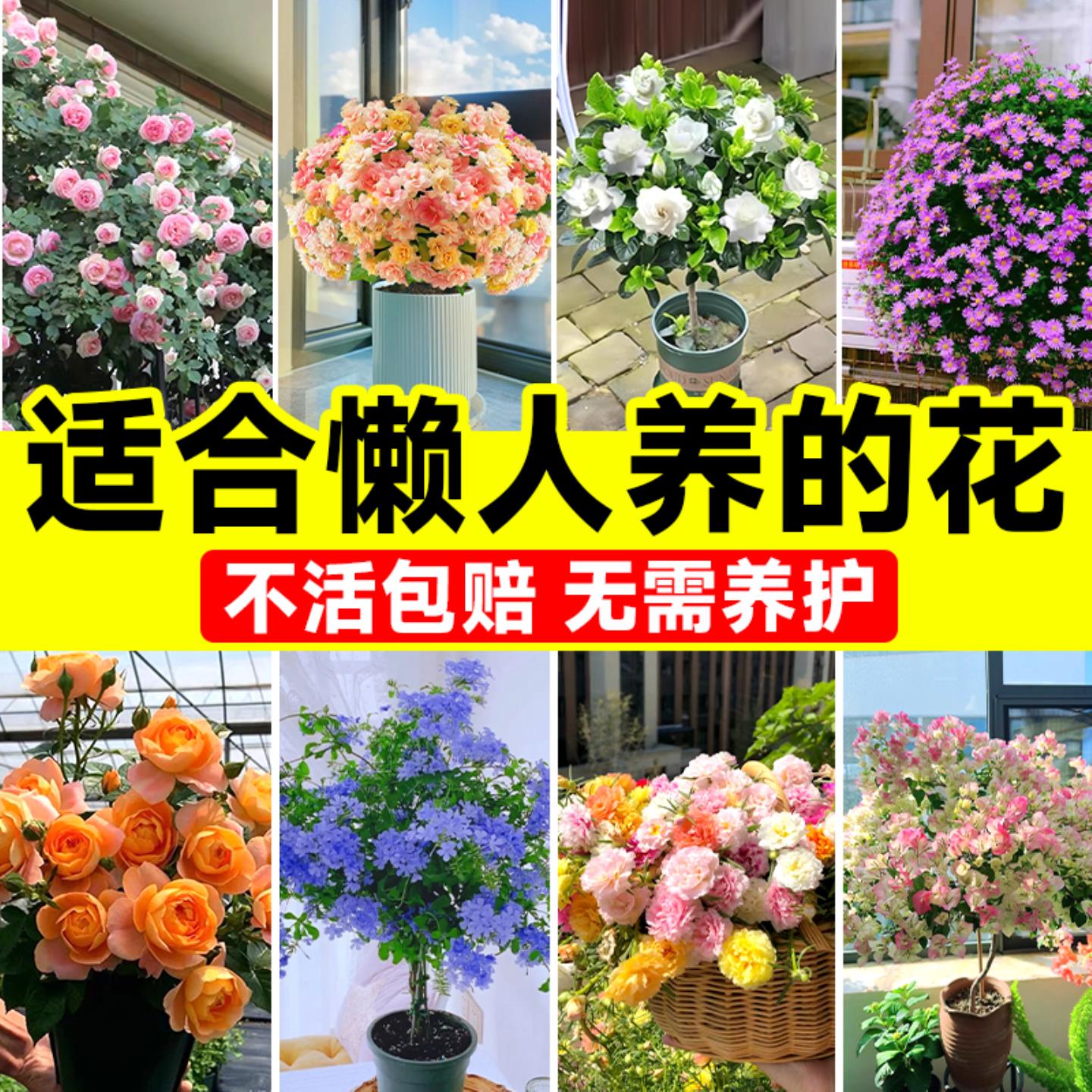 适合懒人养的花庭院四季植物阳台月季绿植室内盆栽太阳花卉三