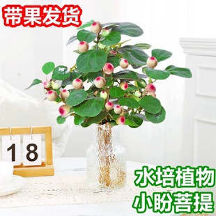 小盼菩提树盆栽带果水培植物室内绿植花卉办公室桌面禅意盆景客厅