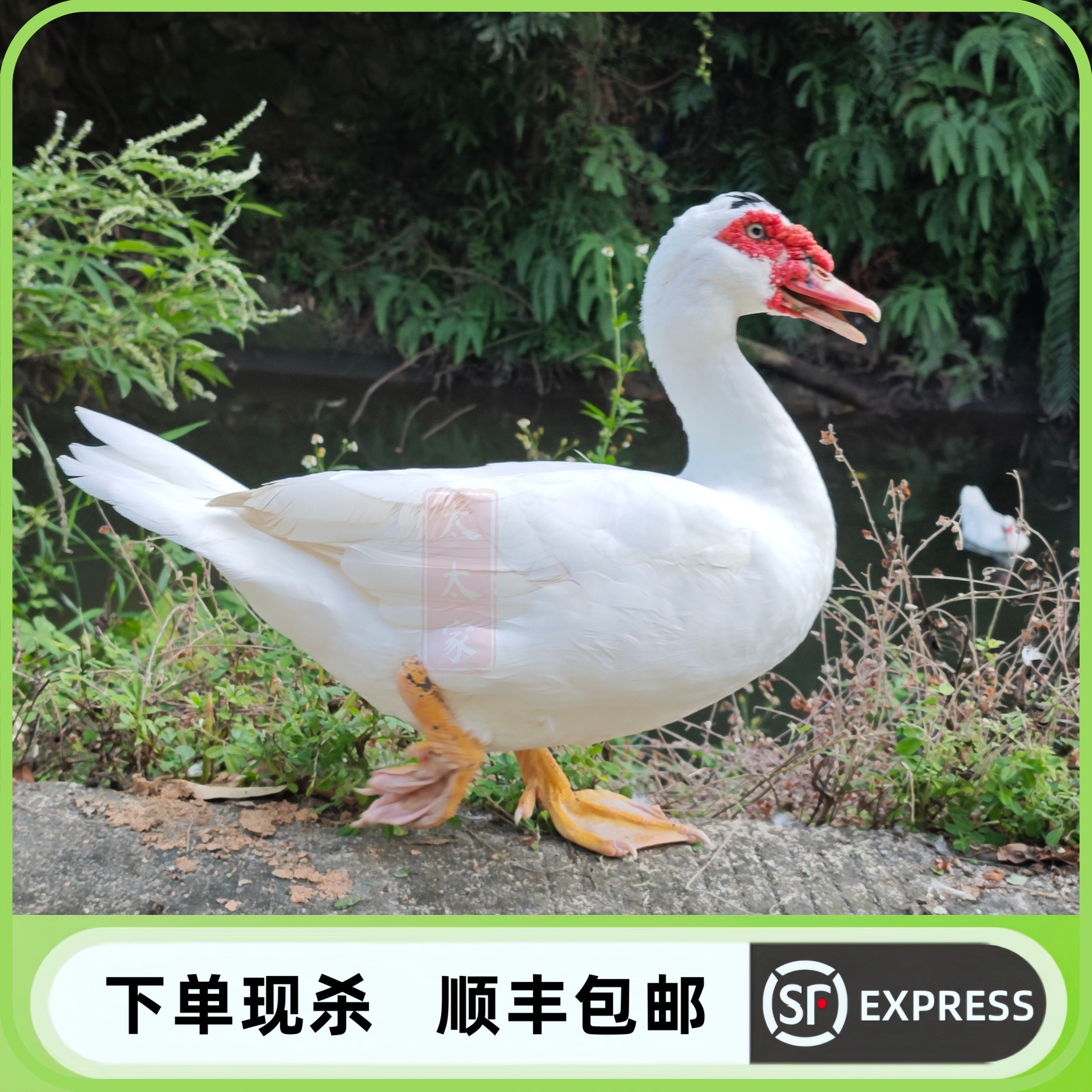 闽南正宗番鸭农家正番鸭全番鸭老鸭子土鸭肉红头鸭鸭肉生鲜姜母鸭