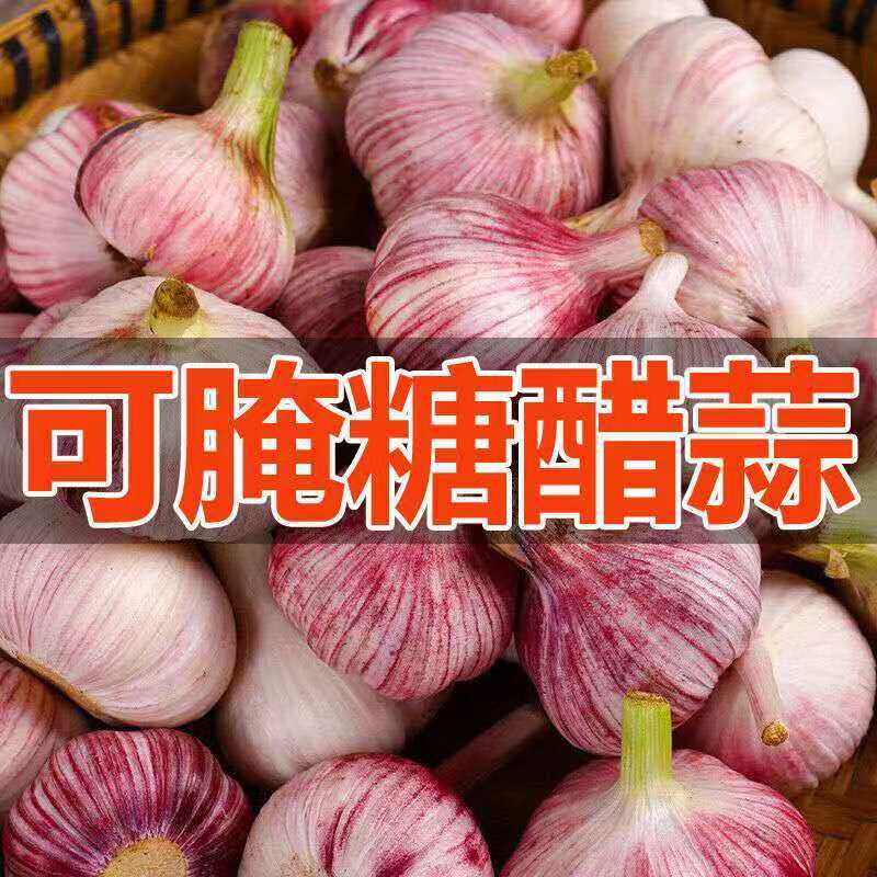 2026河南新蒜紫皮半干大蒜 农家自种新鲜蒜腌糖蒜腊八蒜 蒜泥等