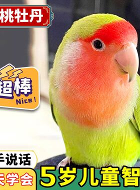 牡丹鹦鹉活鸟会说话黄桃绿桃紫罗兰亲人上手纯手养宠物鸟公母繁殖
