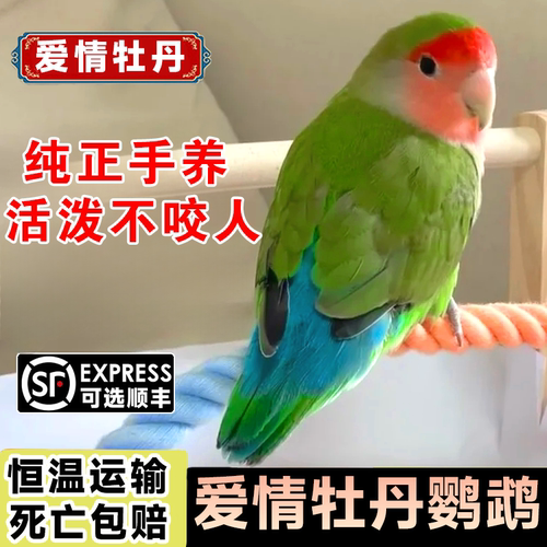 会说话爱情鸟牡丹鹦鹉纯手养宠物