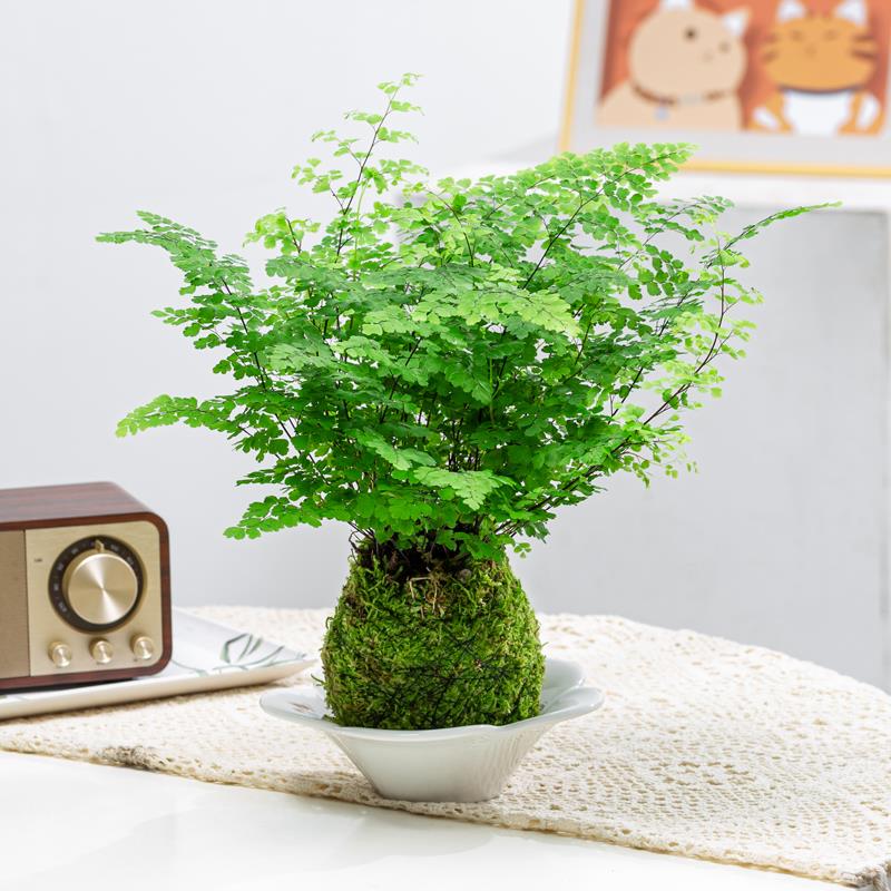 铁线蕨苔藓球｜室内净化空气蕨类办公室桌面绿植耐荫植物好养活