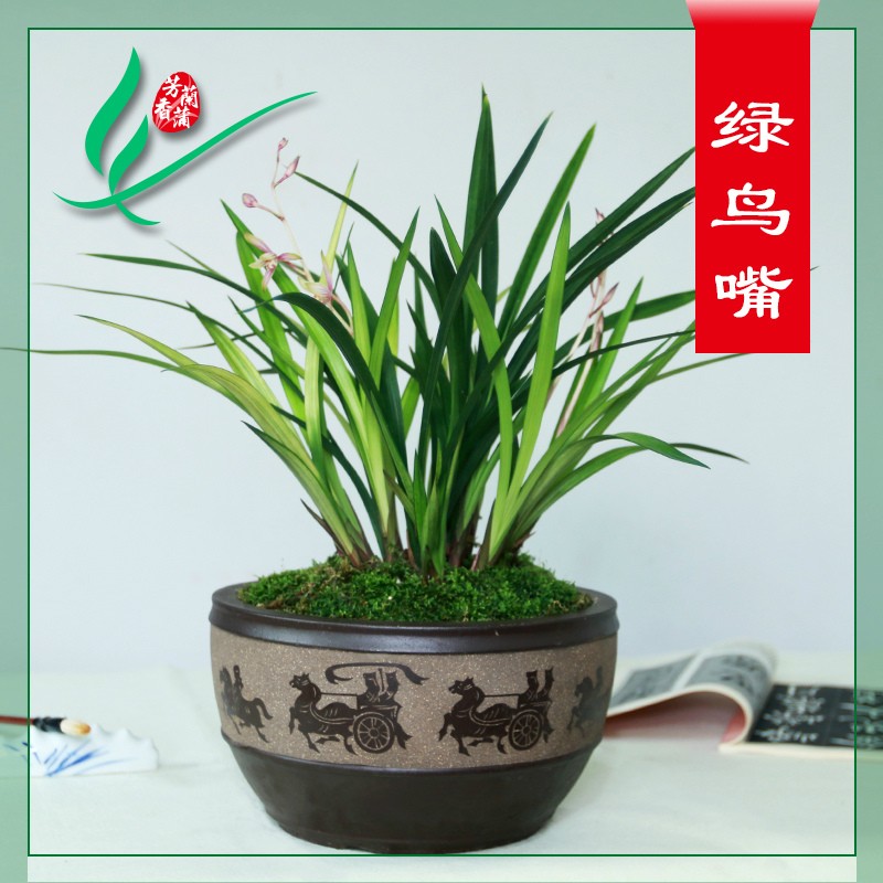 南靖兰花苗金边四季绿鸟嘴浓香花卉盆景栽绿带植物花苞名贵叶艺草