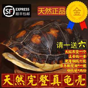 天然完整乌龟草龟壳龟甲手把件铜钱六爻摇卦算测64卦工具一套