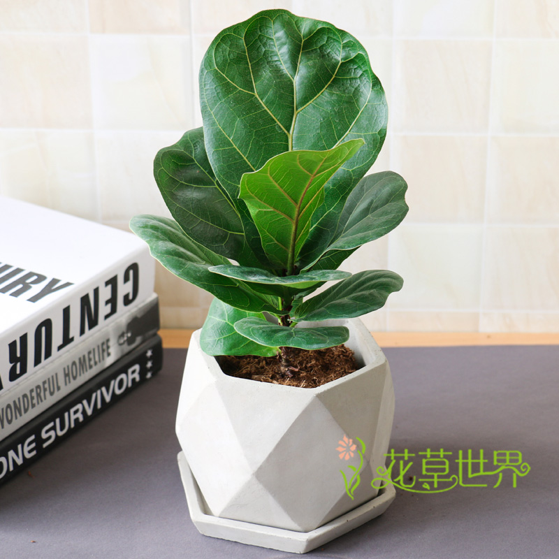 琴叶榕盆栽 北欧风小型室内观叶植物花卉 净化空气小绿植