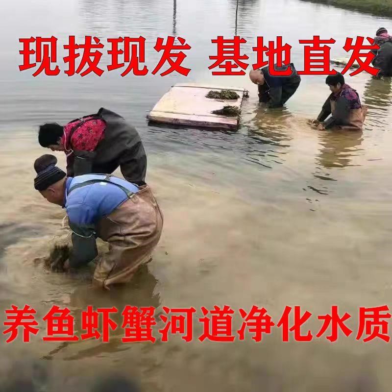 水草植物苦草四季常青短叶鱼缸矮生耐寒耐高温养殖鱼虾蟹净化真草