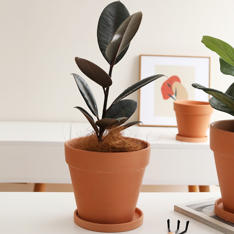 红陶花盆带托盘多肉国际盆简约粗陶圆形透气陶土盆客厅阳台泥瓦盆