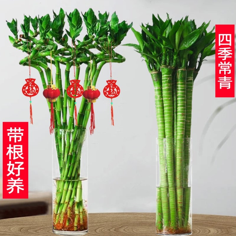 水培植物富贵竹转运竹室内客厅绿植盆栽开运竹弯竹文昌龙竹节节高