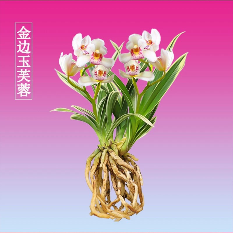 有香味的兰花苗 金尊红颜 建兰四季兰开花浓香室内茶桌花卉盆栽草