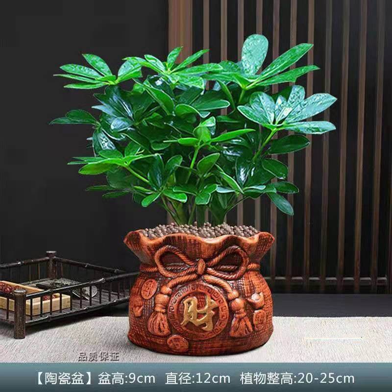 八方来财鸭脚木盆栽绿植发财树招财金钱树室内桌面幸福平安树盆栽