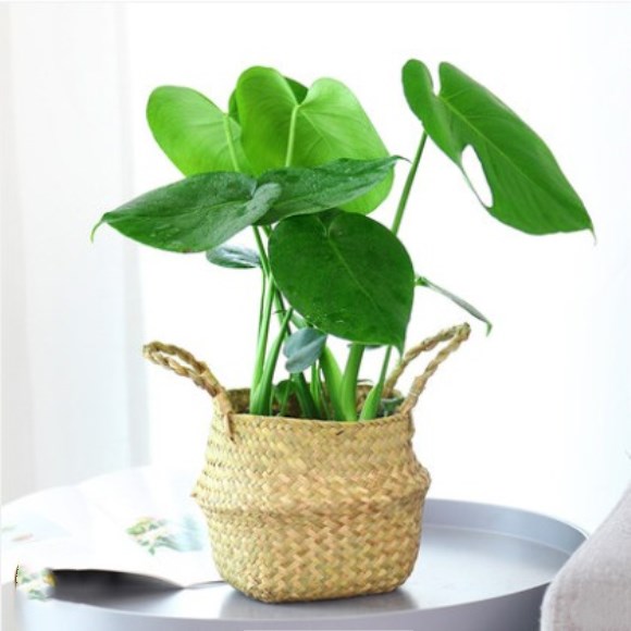 龟背竹室内大型植物盆栽竹子吸甲醇客厅大叶绿植花卉盆景净化空气