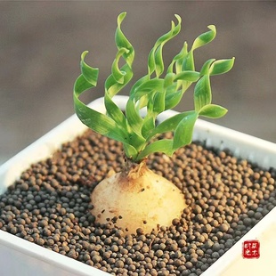 弹簧草宽叶多肉植物块根可爱球茎有趣奇特肉肉办公室桌面盆栽绿植