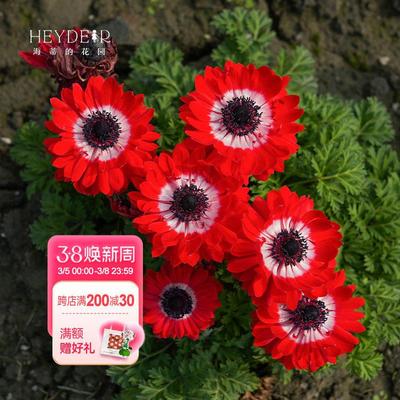 海蒂的花园花毛茛银莲花盆栽花卉冬春季开花草花阳台花园盆栽植物