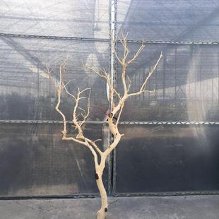 树枝树干装饰造景原木枯枝装饰酒店设计吊灯墙壁酒店婚庆道具摆件