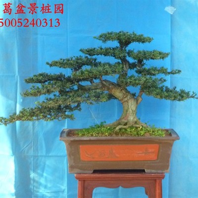 临水式米叶罗汉松盆景树桩实物 独特米罗造型