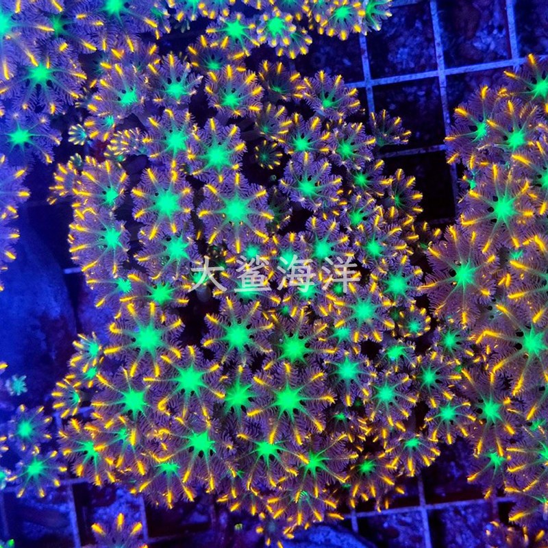 海缸新手软体珊瑚好养易活难度低好看草皮闪千手红菇圣诞树