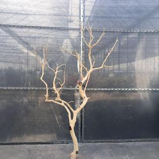 树枝树干装饰造景原木枯枝装饰酒店设计吊灯墙壁酒店婚庆道具摆件