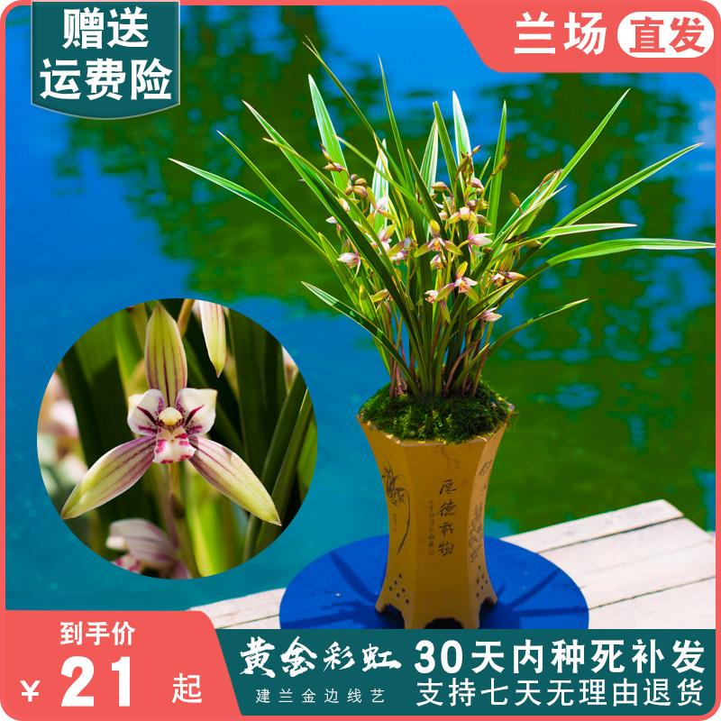 黄金彩虹兰花盆栽大众国兰建兰四季兰草金边小桃红兰花苗带花苞